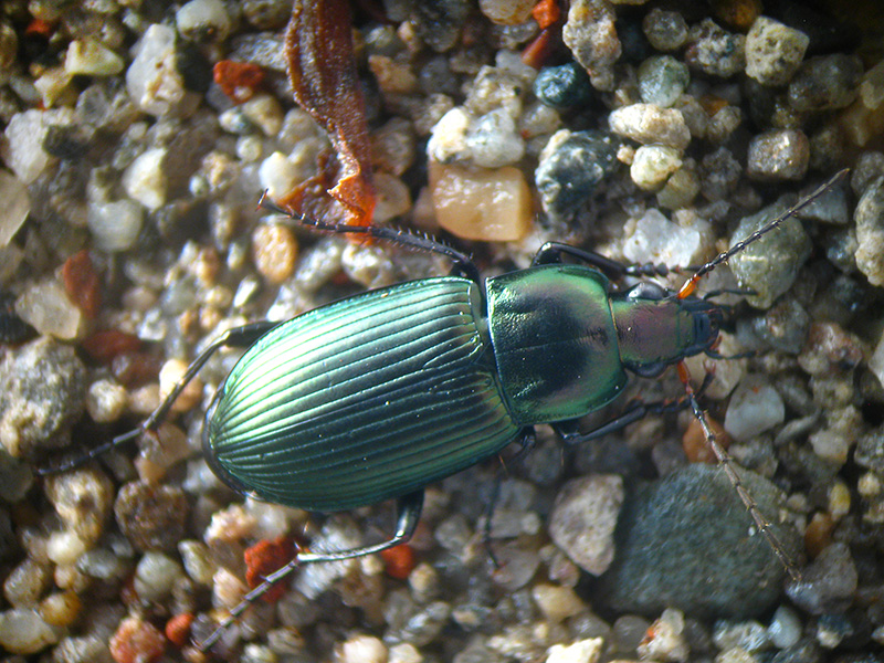 Carabide: Poecilus cupreus?